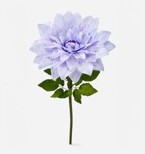 Purple Dahlia Flower, XXXL