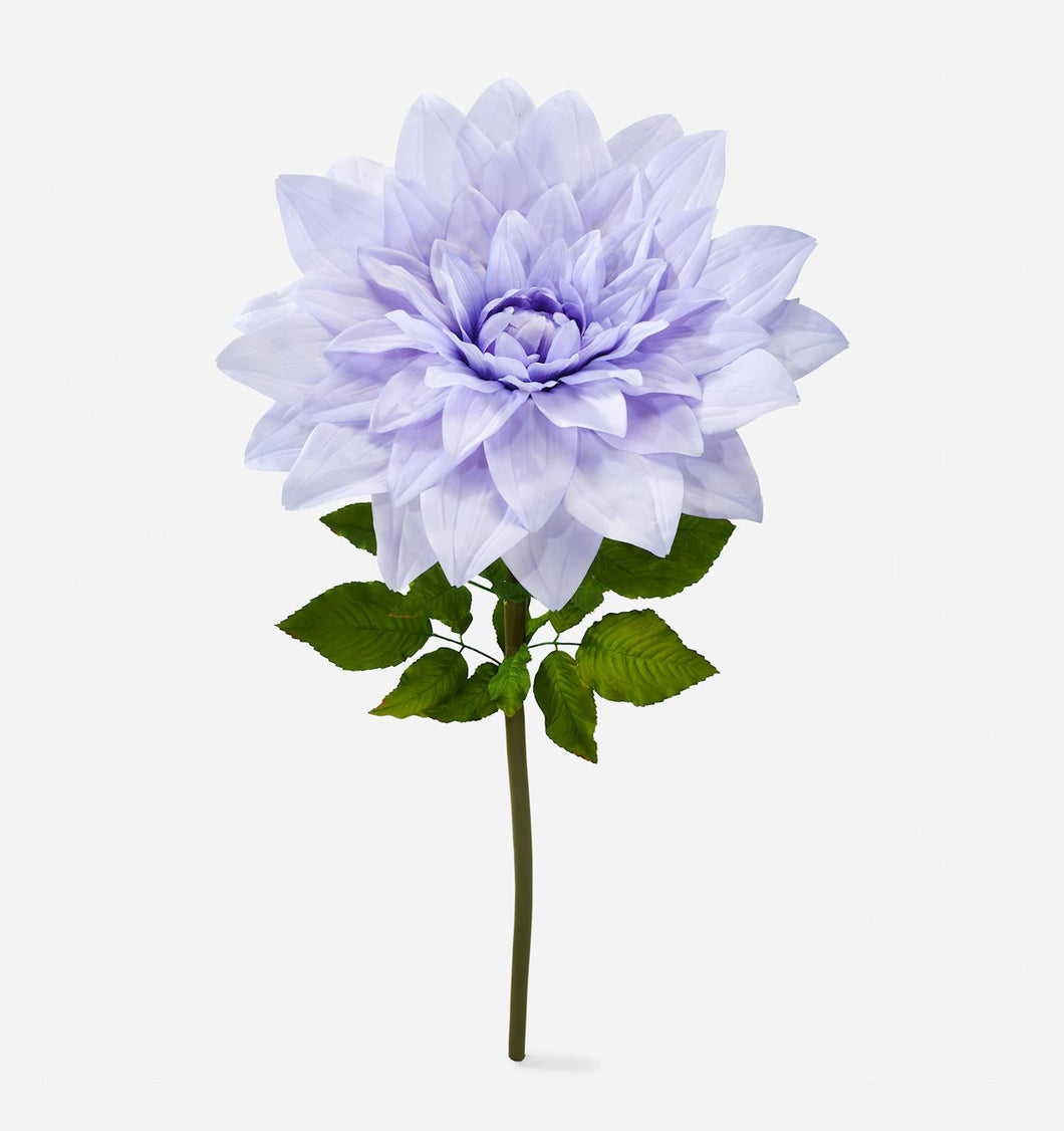 Purple Dahlia Flower, XXXL